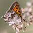 A tailed copper butterfly