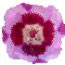 Redspot clarkia can be found in late spring and early summer
