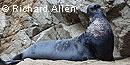 Bull Elephant Seal © Richard Allen