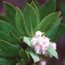 Marin manzanita
