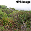 coastal scrub at point reyes