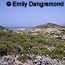 coastal dune habitat