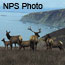 Elk Herd in grasslands of Point Reyes Elk Herd in grasslands of Point Reyes