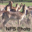 Fallow deer