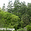 douglas-fir forest with mixed evergreens