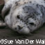 Harbor Seal Pup on the Beach, © Sue Van Der Wal