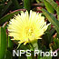 Ice Plant is an extremely invasive species from South Africa.