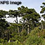 bishop pine forest