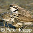 Snowy Plover and Two Chicks