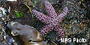 Purple ochre sea star