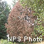 Tan Oak affected by Sudden Oak Death