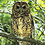 Northern Spotted Owl