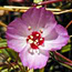 Presidio clarkia
