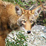 Coyote