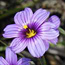 Blue-eye grass
