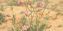 San Francisco Campion, a rare plant found in the Presidio