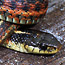Coast Garter Snake