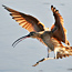 Long-billed Curlew