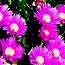 Non-native Flowers!
