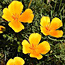 California poppy
