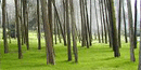 The Presidio Forest