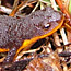 Coast Range Newt
