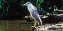 Black crowned night heron