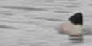 Black tip reef shark just offshore