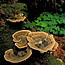  Fungi