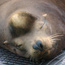  Marine Life