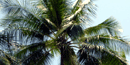 coconut tree