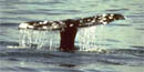 whale tail