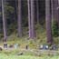  Wolf Creek Field Study