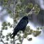 raven raven