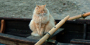 A yellow-orange colored adult cat sitting in a rowboat.