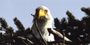bald eagle