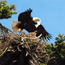 Eagle feeding young.