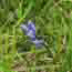 brodiaea