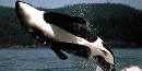orca