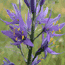 Camas