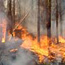 A surface fire burns in a mixed conifer forest.
