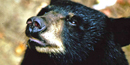 Black bear.