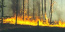 Low fire burns through a grove during a prescribed burn.
