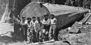 Loggers pose in front of a mighty felled sequoia.