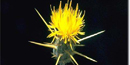 Yellow Star thistle