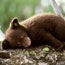 Black bear cub. Black bear cub.