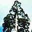 Giant Sequoia crown
