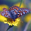  Butterfly alights on an alpine wildflower.