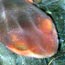 California newt. California newt.