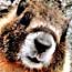 Marmot